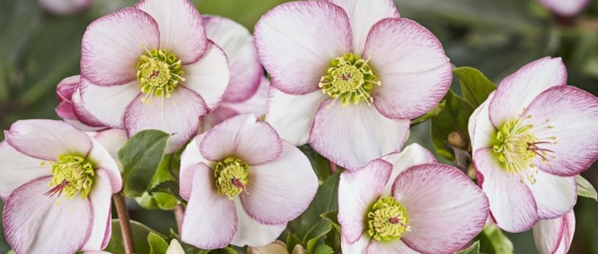 Cherry Lane Garden Centres